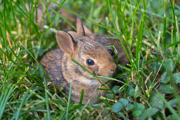 Young Eastern Cottontail rabbit (Sylvilagus floridanus) rests quietly in its shallow grass-lined nest © Lee