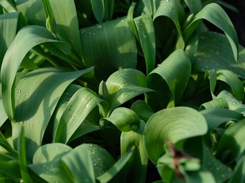 Tulip plants with green leaves in the garden after rain.