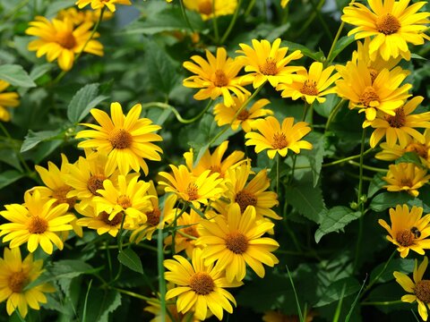 A lot of yellow heliopsis flowers in nature