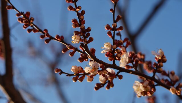 A close-up shot of apricot tree branches with blooming white flowers and buds against a blue sky.