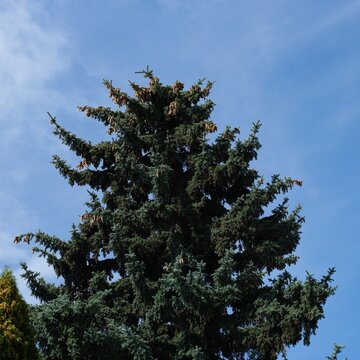 A tall lush blue spruce tree with numerous brown cones against a clear blue sky.