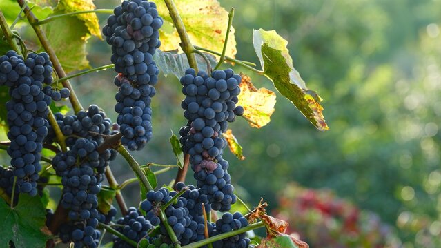 Ripe clusters of dark purple grapes hanging from a vine in vineyard, ready for harvest
