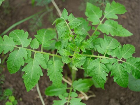 Close-up of a young tomato plant seedling planted in soil