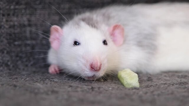 little cute pet rat on gray couch