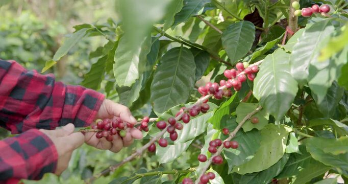 Farmer Hands Carefully Picking Ripe Red Coffee Cherries From A Plant During A Sunny Harvest On A Rural Plantation