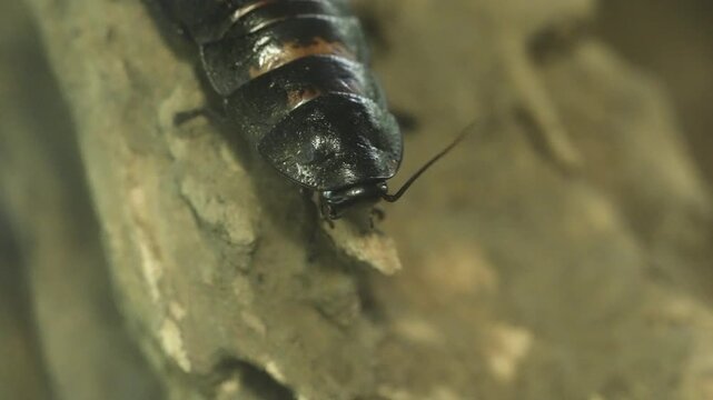 Cinematic 4K extreme close-up footage of large exotic cockroaches, showing detailed segmented bodies and antennae. High-quality macro nature videography highlighting pest biology, intricate exoskeleto