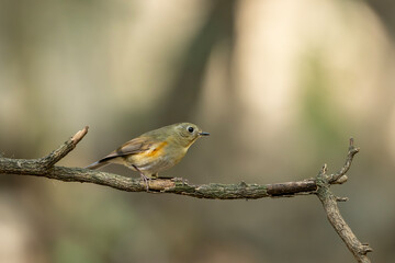 Tranquil wildlife moment features himalayan bluetail female in woodland