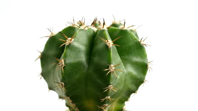 Cactus Plant Closeup on White Background.