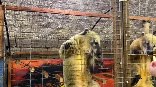 Feeding a coati raccoon in a petting zoo.