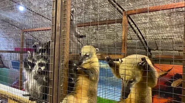 Feeding raccoons and coatis at the petting zoo.