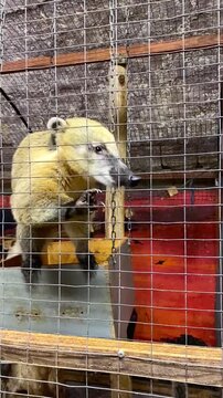 Coati raccoon petting zoo.