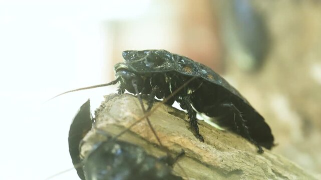 Cinematic 4K extreme close-up footage of large exotic cockroaches, showing detailed segmented bodies and antennae. High-quality macro nature videography highlighting pest biology, intricate exoskeleto