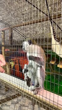 A monkey in a contact zoo in an enclosure.