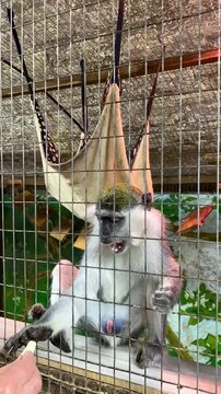 Feeding a monkey in a petting zoo through a metal grate.