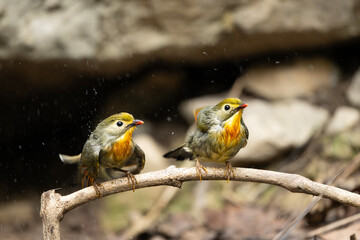 Shaded woodland habitat frames red billed liothrix drying feathers naturally