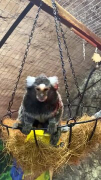 A small monkey jumps around the enclosure. A petting zoo.