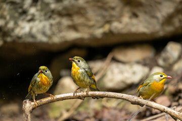 Flock red billed liothrix perched after bathing drying feathers