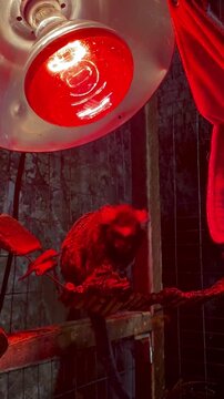 A small monkey jumps around the enclosure. A petting zoo. Red light from the lamp. The monkey is eating.