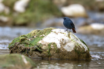 Freshwater habitat frames plumbeous water redstart beside flowing woodland stream