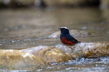 White capped redstart bathes in stream showing splashing wings vibrant plumage balance and lively movement