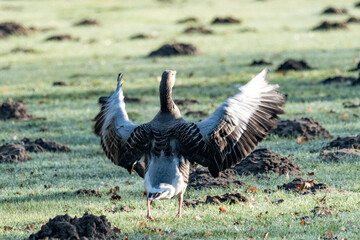 Greylag goose stretching wings on green field © Ulrich