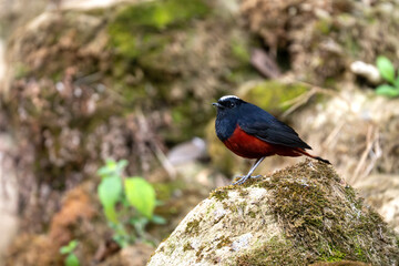 Serene wildlife moment features white capped redstart in freshwater stream