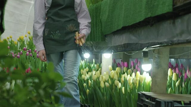 Gardener holding tools amidst rows of blooming tulips in a greenhouse