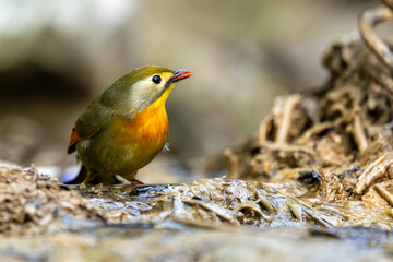 Shaded woodland habitat frames red billed liothrix sipping clear water naturally
