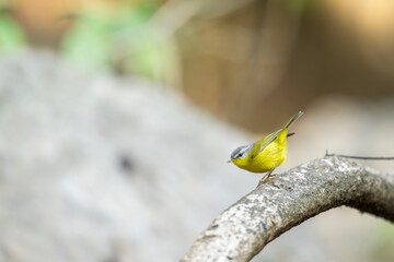 Close-up of a Grey-hooded Warbler in a sun-dappled canopy.
