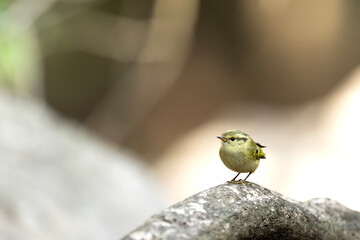 Detailed close-up of the fine beak and alert eyes of a warbler, showcased against a soft, out-of-focus forest background.