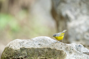 A vibrant Grey-hooded Warbler perches on a lichen-covered rock, its bright yellow belly contrasting sharply with the cool grey tones of the stone.