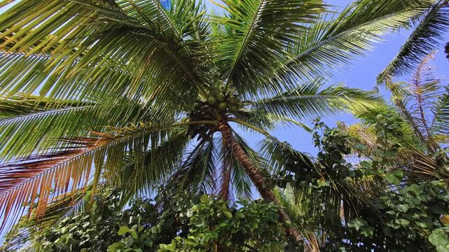 Looking up through coconut palm canopy with green coconuts against blue sky