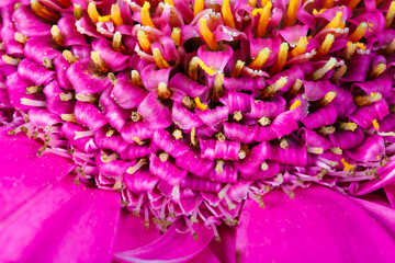 Extreme Macro Center of Pink Gerbera Daisy Flower intricate pink petaloid structures.