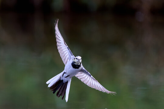 White wagtail (Motacilla alba) flying with spread wings in a park, close-up view.