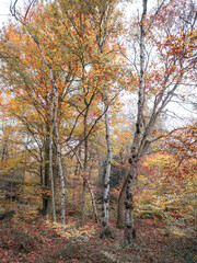 Fototapeta premium autumn in the woods