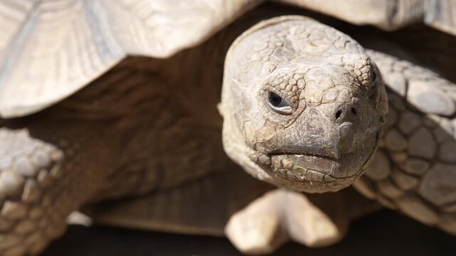 Cinematic 4K macro video focusing on the head and face of a large giant tortoise. The extreme close-up reveals detailed ancient skin textures, scales, and the slow, deliberate movements of this prehis