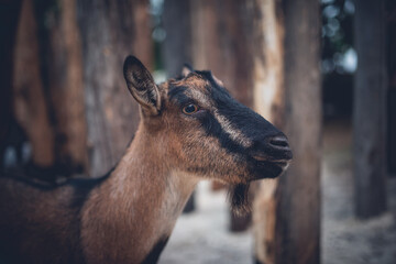 Profile Portrait of a Brown Goat on Farm © Sasha