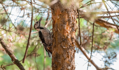 Fototapeta premium Great spotted woodpecker sitting on a pine tree, wildlife, birdwatching, ornithology
