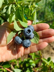 Blueberries on a branch in the hands of a gardener.
