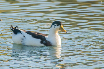 Wild duck swimming on calm turquoise water with colorful reflections on sunny day