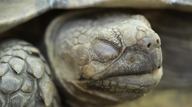 Cinematic 4K macro video focusing on the head and face of a large giant tortoise. The extreme close-up reveals detailed ancient skin textures, scales, and the slow, deliberate movements of this prehis