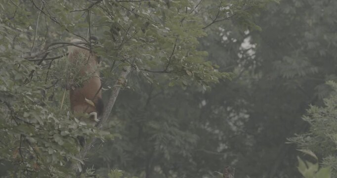 Ungraded C LOG 2, Agile Red Panda Panda Climbs Tree In Search Of Leaves To Eat. Ailurus Fulgens Or Lesser Panda Is Small Mammal Native To The Eastern Himalayas And Southwestern China. Red Pandas Are