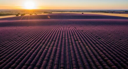 Fototapeta premium Aerial view of a vast solar farm with rows of solar panels stretching into the distance under a clear sky at sunset.