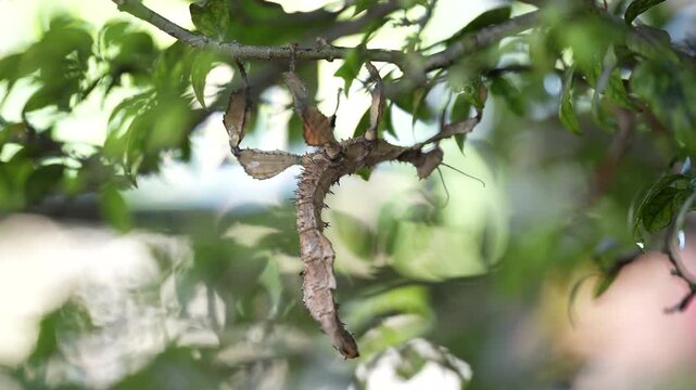 Cinematic 4K extreme close-up of a wild stick insect (phasmid) blending seamlessly into its natural environment. Detailed macro nature videography showcasing incredible mimicry, animal adaptation, and