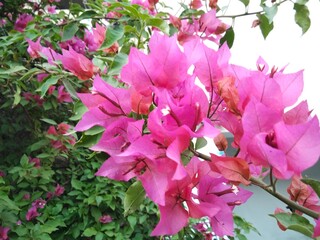 Vibrant pink bougainvillea blossoms clustering along leafy garden vine in soft daylight with delicate papery petals and lush green foliage background