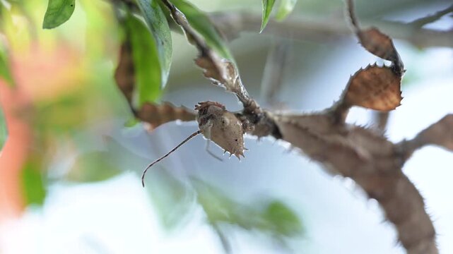 Cinematic 4K extreme close-up of a wild stick insect (phasmid) blending seamlessly into its natural environment. Detailed macro nature videography showcasing incredible mimicry, animal adaptation, and