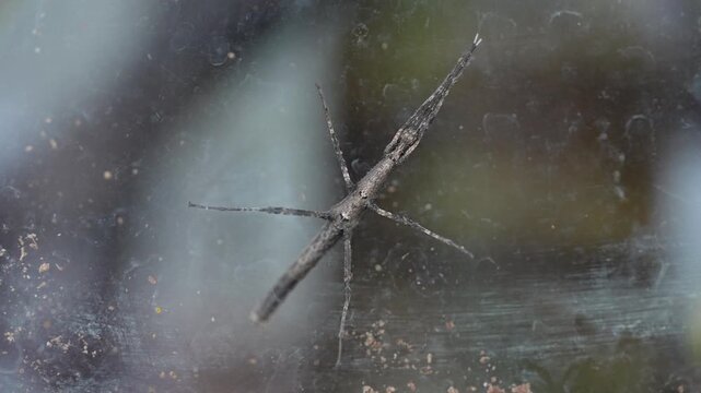 Cinematic 4K extreme close-up of a wild stick insect (phasmid) blending seamlessly into its natural environment. Detailed macro nature videography showcasing incredible mimicry, animal adaptation, and