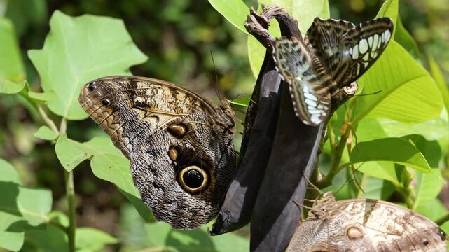 Cinematic 4K macro footage capturing the intricate details, texture of scales, and defensive eyespot patterns on the wings of a beautiful butterfly resting in its natural tropical habitat.