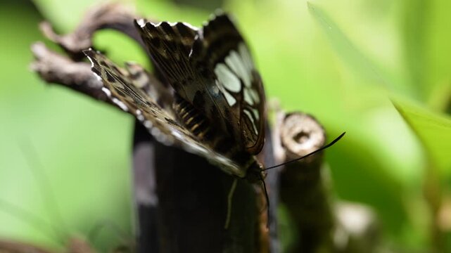 Cinematic 4K macro footage capturing the intricate details, texture of scales, and defensive eyespot patterns on the wings of a beautiful butterfly resting in its natural tropical habitat.