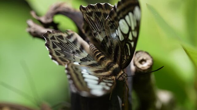 Cinematic 4K macro footage capturing the intricate details, texture of scales, and defensive eyespot patterns on the wings of a beautiful butterfly resting in its natural tropical habitat.